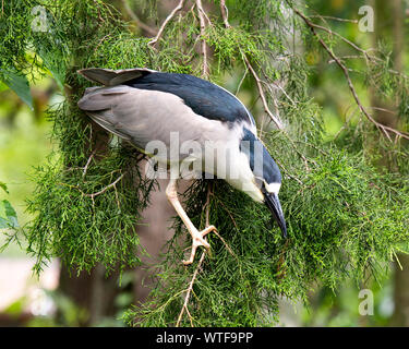 Schwarz - gekrönte Night Heron barsch auf einem Zweig in seiner Umgebung. Stockfoto