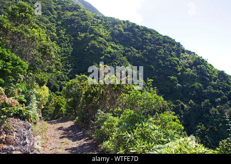 Wald in der Nähe von loural Insel Sao Jorge Azoren Portugal Stockfoto