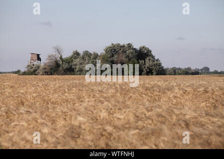 Tower für die Fotografie von Red-footed Falken verstecken, Turmfalken und Walzen in der Nähe Tiszaalpar Ungarn Stockfoto