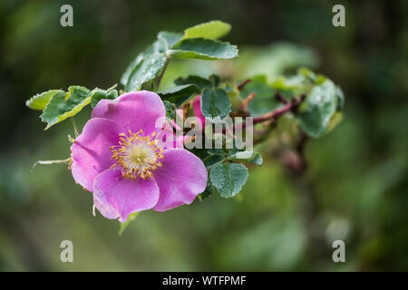 Eine Nahaufnahme der Blüte eines Wild Rose. Dies ist die provinzielle Blume von Alberta Kanada und ist eine sehr häufige Pflanze des borealen Wäldern. Stockfoto