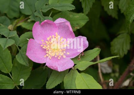 Eine Nahaufnahme der Blüte eines Wild Rose. Dies ist die provinzielle Blume von Alberta Kanada und ist eine sehr häufige Pflanze des borealen Wäldern. Stockfoto