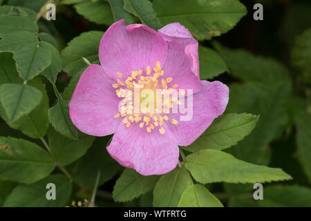 Eine Nahaufnahme der Blüte eines Wild Rose. Dies ist die provinzielle Blume von Alberta Kanada und ist eine sehr häufige Pflanze des borealen Wäldern. Stockfoto