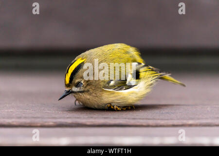 Die netten Jungen golden gekrönte kinglet schlief auf einer Bank im Garten eines alten, verlassenen Bauernhof Stockfoto