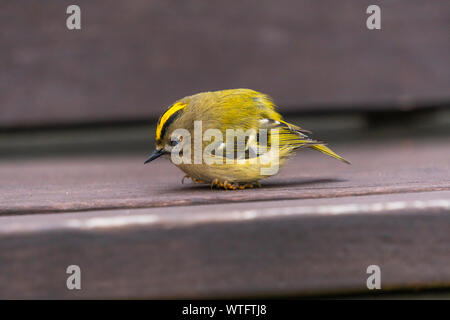 Die netten Jungen golden gekrönte kinglet schlief auf einer Bank im Garten eines alten, verlassenen Bauernhof Stockfoto