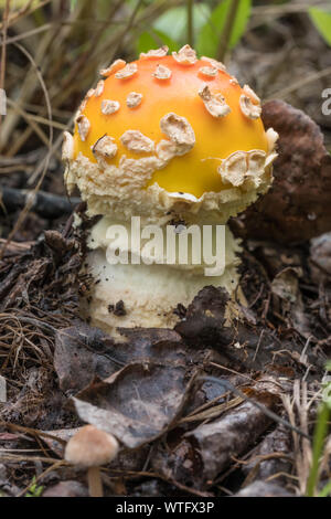 Eine Amanita muscaria Pilze wachsen auf den Waldboden. Diese Pilze haben für die halluzinogenen Eigenschaften im Laufe der Geschichte eingesetzt. Stockfoto