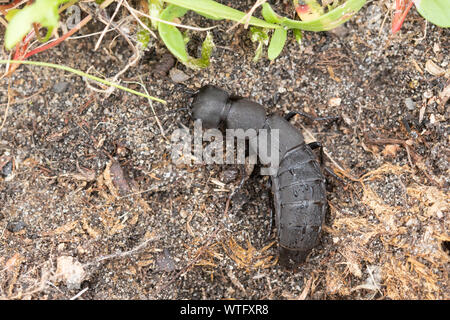 Devil's Trainer - Pferd Käfer (Ocypus olens), Großbritannien Stockfoto