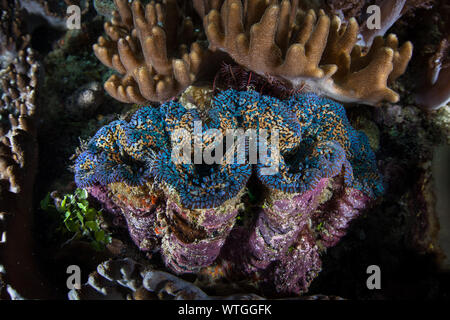 Eine schöne Riesenmuschel, Tridacna Maxima, wächst auf einem Korallenriff in Raja Ampat, Indonesien. Stockfoto