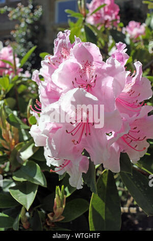 Rosa Rhododendron. Eine Blüte rosa Rhododendron Bush im Frühjahr Stockfoto