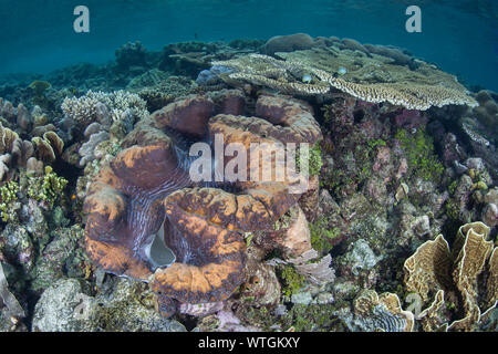 Eine Riesenmuschel wächst unter Gesunde Korallen inmitten der abgelegenen Inseln von Raja Ampat, Indonesien. Dieser äquatoriale Region ist das Herz der biologischen Vielfalt der Meere. Stockfoto