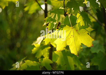 Grüne Ahornblätter auf Zweige im sonnigen Wald. Stockfoto