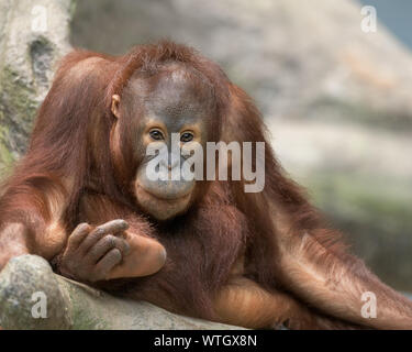 Junge Orang-utan mit Hand zu Fuß Stockfoto