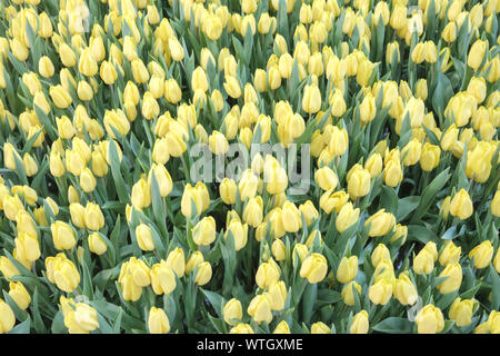 Frühling Hintergrund mit schönen gelben Tulpen. Bündel von Tulpen hrowing auf dem Feld. Niederlande. Holland Tulpen. Stockfoto