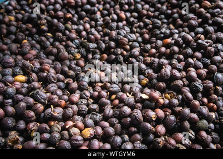 Sortierung Kaffee Bohnen mit Fleisch getrocknet in Sonne in Guatemala Stockfoto