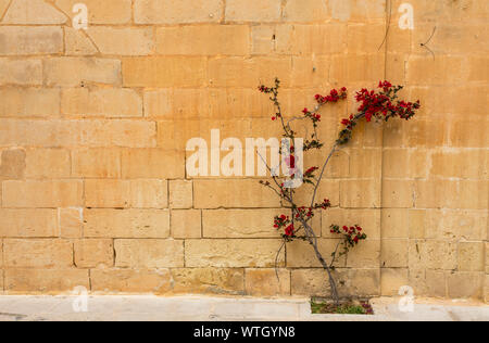 Die alte Hauptstadt der Malte, Mdina, auf einer Hochebene im Zentrum der Insel, engen Gassen, Stockfoto