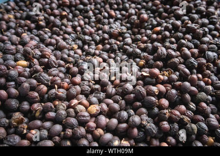 Sortierung Kaffee Bohnen mit Fleisch getrocknet in Sonne in Guatemala Stockfoto