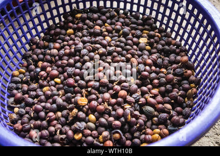 Sortierung Kaffee Bohnen mit Fleisch getrocknet in Sonne in Guatemala Stockfoto