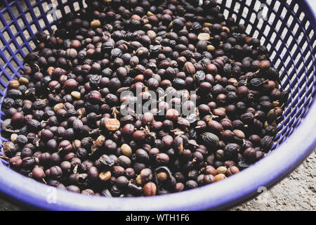 Sortierung Kaffee Bohnen mit Fleisch getrocknet in Sonne in Guatemala Stockfoto