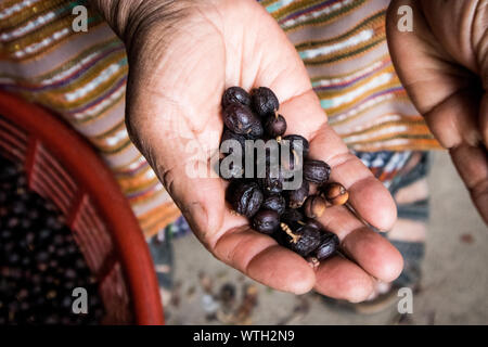 Hand, die Kaffeebohnen in Guatemala Stockfoto