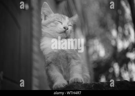 Kätzchen schläft im Sitzen bei Sonnenuntergang im Freien, bw Foto. Stockfoto