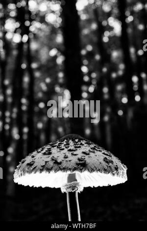 Magic Mushroom im Wald voller Energie Licht Stockfoto