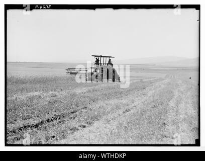 Moderne Harvester auf der Ebene von Esdraelon. 26. Mai 1935 Stockfoto