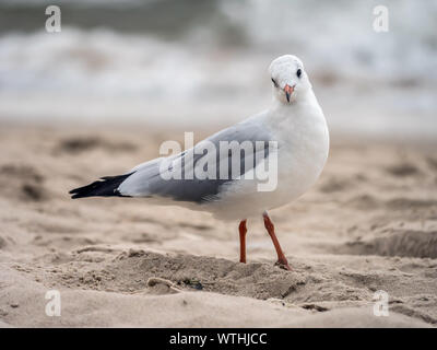 Europäische Silbermöwe am Strand Sand gegen das Meer Stockfoto
