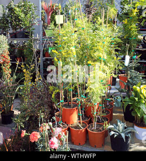 Topfpflanzen und schöne Mimosen auf dem Markt verkauft während des Festivals Abschaltdruck Stockfoto
