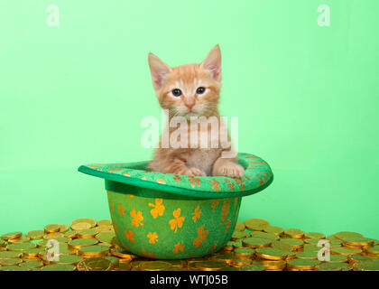 Orange tabby Kätzchen sitzend in einem grünen Kobold hut mit silber Klee, von Goldmünzen auf grünem Hintergrund umgeben. Saint Patricks Day Tier Stockfoto