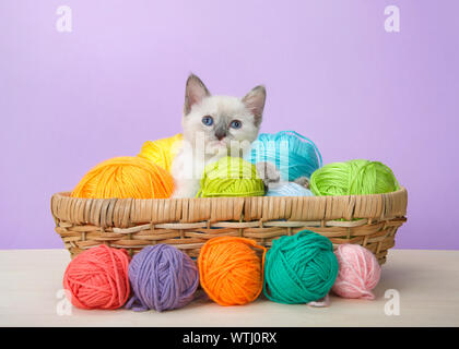 Adorable kleinen Siam Baby Katze mit blauen Augen sitzen in einem Korb von Garn auf Holzboden mit violetten Hintergrund auf Viewer. Komische Tier ein Stockfoto