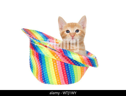 Adorable orange Ginger tabby Kitten sitzen in einem regenbogenfarbenen Gay Pride fedora Hut isoliert auf Weiss, direkt im Viewer. Spaß Tier Mätzchen Stockfoto