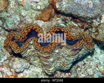 Geriffelte Riesenmuschel (Tridacna squamosa) Stockfoto