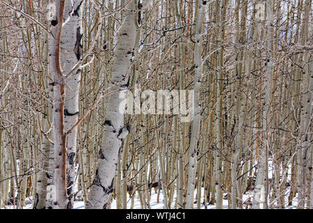 Winter Blick auf einen Wald mit unzähligen Birken (Betula Papyrifera). Bild kann dazu verwendet werden, die sagen: "Um zu veranschaulichen, kann den Wald vor lauter Bäumen" nicht sehen. Stockfoto