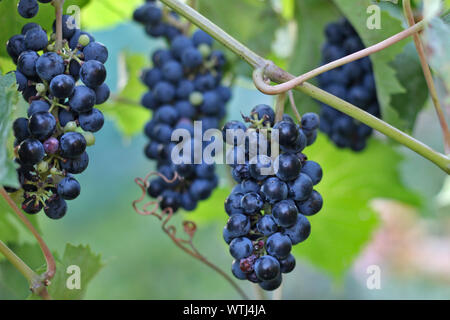 Reifen dunklen Trauben hängen an der Rebe. Ernte der Zukunft Rotwein im Weinberg in der Sonne Stockfoto