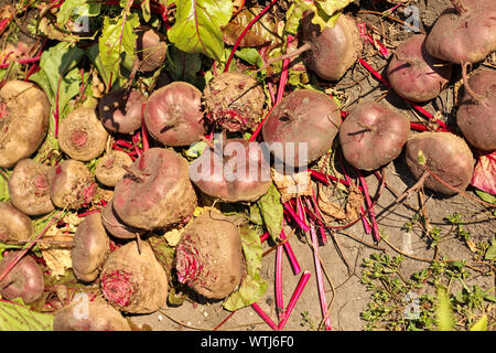 Die Ernte der roten Rüben liegt auf Laub Stockfoto