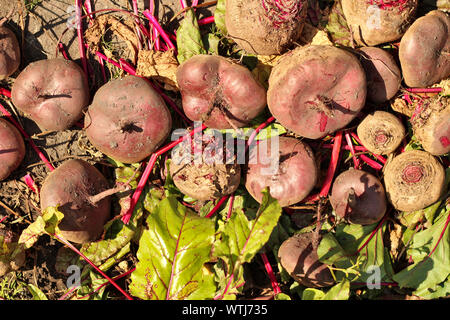 Die Ernte der roten Rüben liegt auf Laub Stockfoto