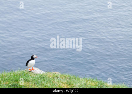 Papageitaucher aus borgarfjordur Fjord, Osten Island. Island Wildlife. Gemeinsame Papageitaucher. Fratercula arctica Stockfoto