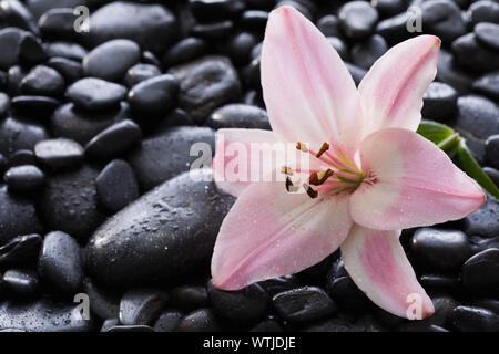 Lily auf schwarzen Steinen Stockfoto