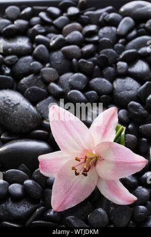 Lily auf schwarzen Steinen Stockfoto