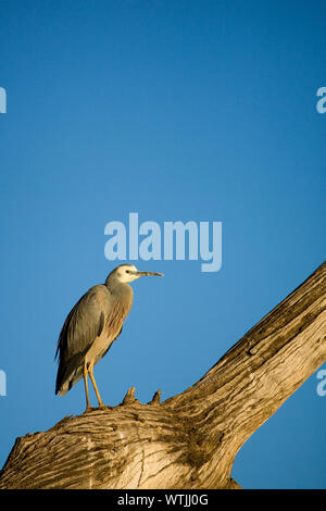 White Heron konfrontiert, (Egretta novaehollandiae) auf Liebling thront Log mit Blick auf den Murray River, South Eastern Australia. Stockfoto