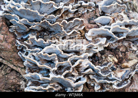 Nicht geschlachtete Halterung Pilze Coriolus versicolor auf Fellen toter Baum Stockfoto