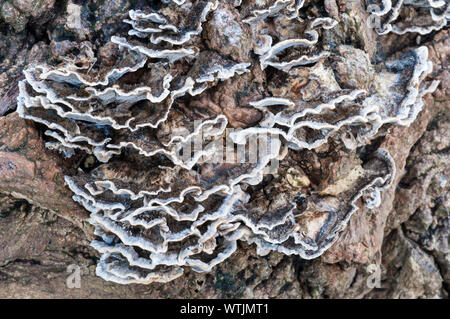 Nicht geschlachtete Halterung Pilze Coriolus versicolor auf Fellen toter Baum Stockfoto