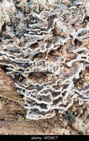 Nicht geschlachtete Halterung Pilze Coriolus versicolor auf Fellen toter Baum Stockfoto