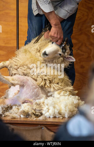 Schafe scheren, Neuseeland Stockfoto