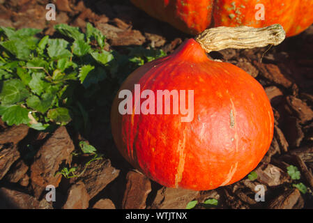 Garten Kürbis frisch gepflückt. Cucurbitacé Stockfoto