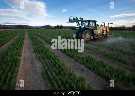 Bild von Tim Manschette - 20. Februar 2019 - Pine Tree Sämlinge der wachsenden arborgen Baumschule, Spring Grove, Nelson, Neuseeland Stockfoto