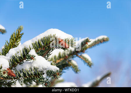 Christmas tree branches mit kleine Kegel unter dem Schnee gegen den Himmel. Schnee im Winter Fichtenwald. Winter Urlaub und Spaziergänge im Wald. P Stockfoto