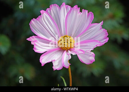 Ein rosa Kosmos Blume in einem Garten in Bend, Oregon wächst in den späten Sommer. Stockfoto