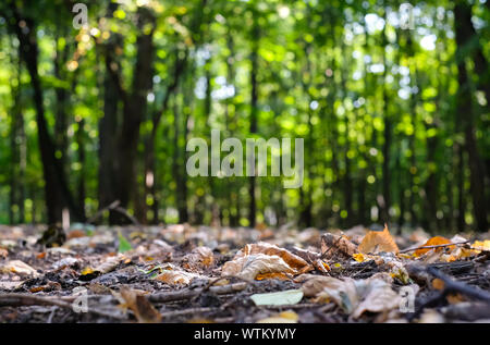 Sommer oder Herbst Wald oder Park sonnige Landschaft. Trockene bunte Blätter auf dem Boden, schöne verschwommene grüne Bäume im Hintergrund. Selektiver Fokus. Stockfoto