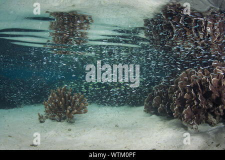 Korallen und Fische gedeihen auf ein flaches Riff inmitten der abgelegenen Inseln von Raja Ampat, Indonesien. Dieser äquatoriale Region ist das Herz der biologischen Vielfalt der Meere. Stockfoto