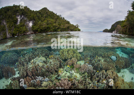 Gesunde Korallen gedeihen auf ein flaches Riff inmitten der abgelegenen Inseln von Raja Ampat, Indonesien. Dieser äquatoriale Region ist das Herz der biologischen Vielfalt der Meere. Stockfoto